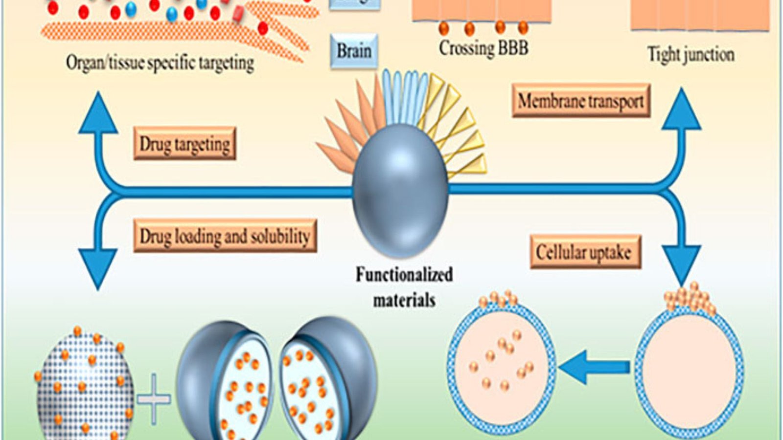 How Does Nanotechnology Improve Drug Delivery Systems